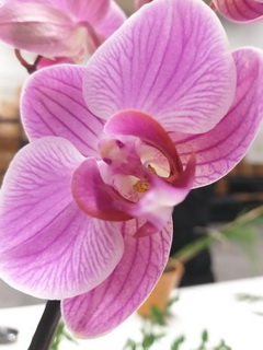 Botanica08